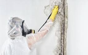 Why You Should Choose Our Mold Remediation Services in Littleton, CO